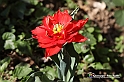 messer tulipano 2019 Inaugurazione_298